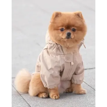petit chien assis avec imperméable beige