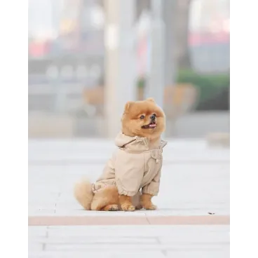 promenade chic sous la pluie chien avec manteau imperméable avec capuche