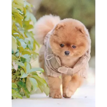 Imperméable Beige pour Chien Stylé - Élégance & Confort