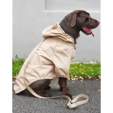 Labrador portant imperméable beige avec fixation laisse