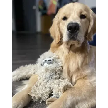 Golden Retriever câlinant le paresseux Miccalazziu - Jouet grand format pour grands chiens