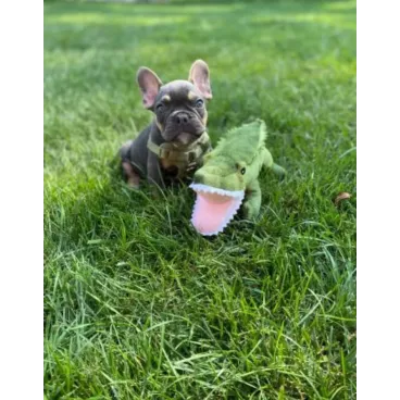 Chien câlinant la peluche alligator Crunch Gator – Tall Tails jouet couineur