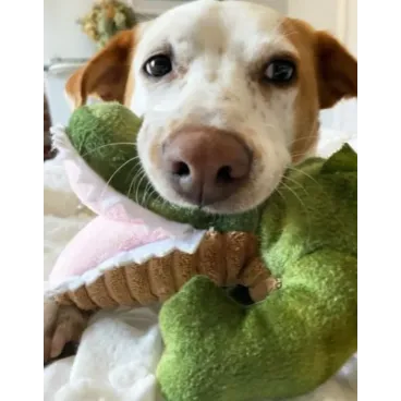 Chien heureux avec le jouet Crunch Gator en peluche – Tall Tails, pelouse verte