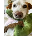 Jouet Alligator en Peluche pour Chien - Tall Tails - Résistant & Couineur