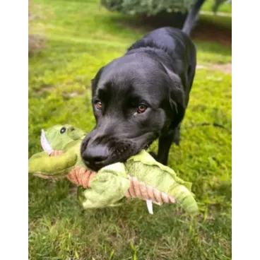 Chien noir jouant avec le jouet alligator Crunch Gator Tall Tails
