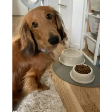 Gamelle Design pour Chien en Céramique blanche - Antidérapante & Éco-responsable