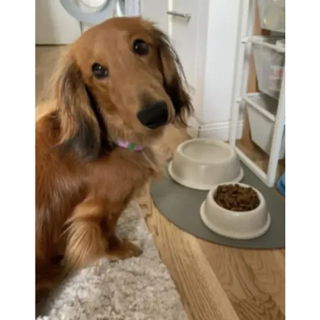 Gamelle Design pour Chien en Céramique blanche - Antidérapante & Éco-responsable