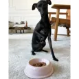 Gamelle Rose en Céramique pour Chien & Chat - Élégance Douce & Éco-responsable Gamelle Rose en Céramique pour Chien & Chat - Élégance Douce & Éco-responsable