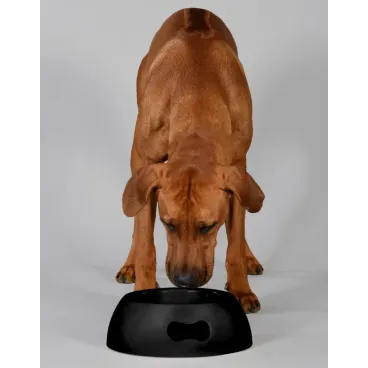 Gamelle Pappy Noire pour Chien & Chat Écologique - United Pets