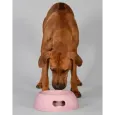 Gamelle Pappy Rose pour Chien - United Pets - Écologique & Ludique