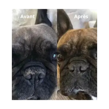 Avant/après  - Amélioration visible de la truffe d'un chien après usage du baume Nellumbo