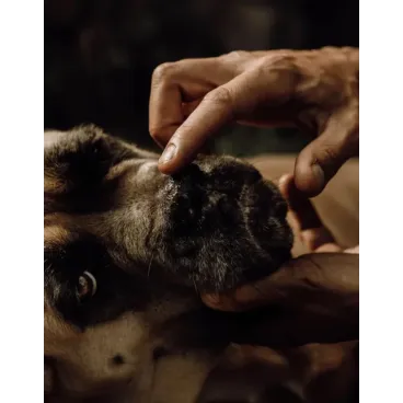 Baume Naturel pour Truffe de Chien - Nellumbo - Hydratation & Protection - 50 ml