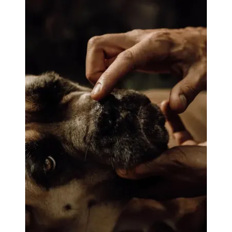 Baume Naturel pour Truffe de Chien - Nellumbo - Hydratation & Protection - 50 ml