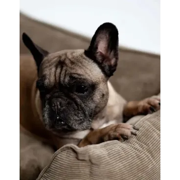 Panier pour chien en velours côtelé beige - Confort cocooning