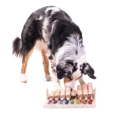 Chien concentré jouant avec un piano distributeur de friandises – Jeu de stimulation