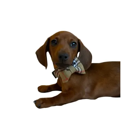 Nœud Papillon Martingale pour Chien – Chic & Facile à Porter