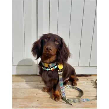 Collier pour Chien Zig Zag - Design Inspiration Haute Couture