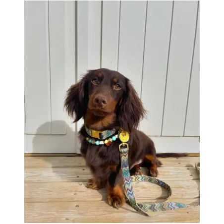 Collier pour Chien Zig Zag - Design Inspiration Haute Couture