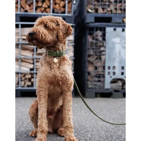 Collier pour Chien en Cuir Kaki - Élégance & Intemporalité