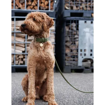 Laisse pour Chien en Cuir Véritable Kaki - Élégante avec Finition Laiton