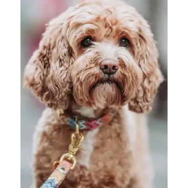 Laisse pour Chien Zic Zac - Haute Couture Multicolore - Élégance & Confort