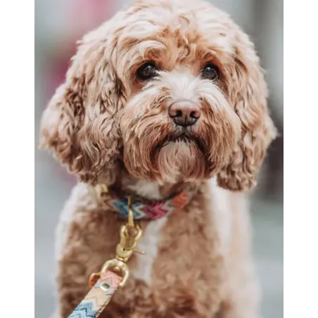Laisse pour Chien Zic Zac - Haute Couture Multicolore - Élégance & Confort