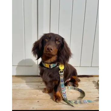 Teckel avec collier et laisse -Détail du mousqueton doré – Bella Concept Store Dog