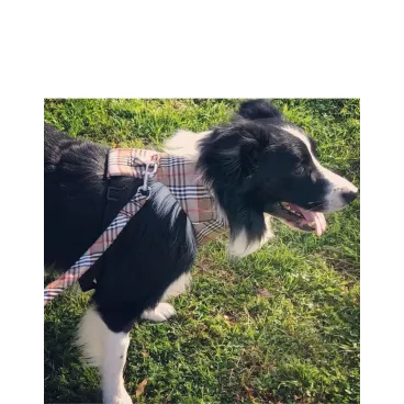 Laisse Martingale pour Chien - Tissu Haute Couture et Confort Renforcé