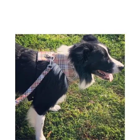 Laisse Martingale pour Chien - Tissu Haute Couture et Confort Renforcé