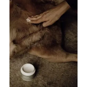Application du baume cicatrisant pour chien - soin naturel et apaisant