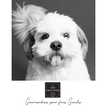 petit chien blanc et logo Crocandiz