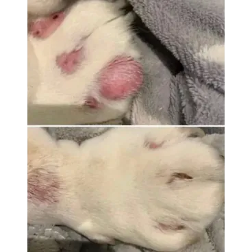 Résultat Avant/après avec le baume Nellumbo - amélioration visible de la peau du chien