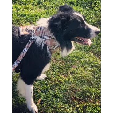 Chien noir en promenade avec harnais martingale style Burberry