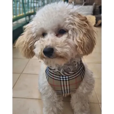 Harnais Martingale pour Chien Élégant - Inspiration Haute Couture