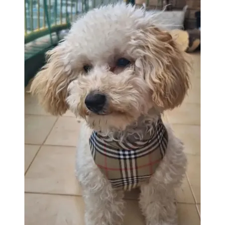 Harnais Martingale pour Chien Élégant - Inspiration Haute Couture