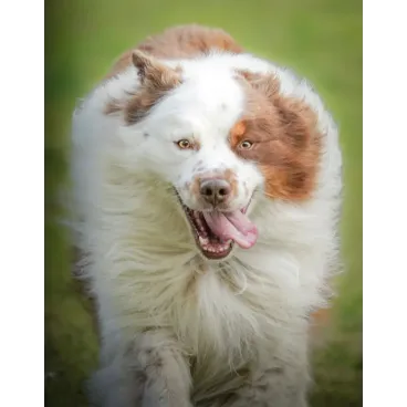 Chien photographié en pleine nature par Marina Scaglia