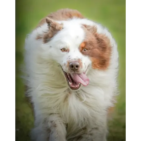 Chien photographié en pleine nature par Marina Scaglia