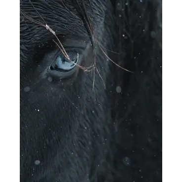 Shooting Photo Animalier en Corse – Marina Scaglia x Bella Concept Dog