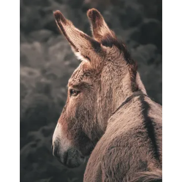 Shooting Photo Animalier en Corse – Marina Scaglia x Bella Concept Dog