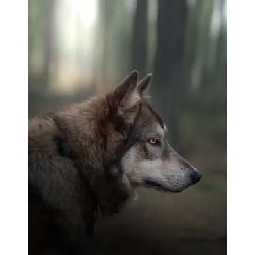 Shooting Photo Animalier en Corse – Marina Scaglia x Bella Concept Dog