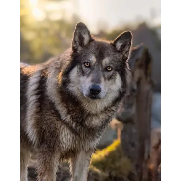 Portrait de Bella prit par marina scaglia