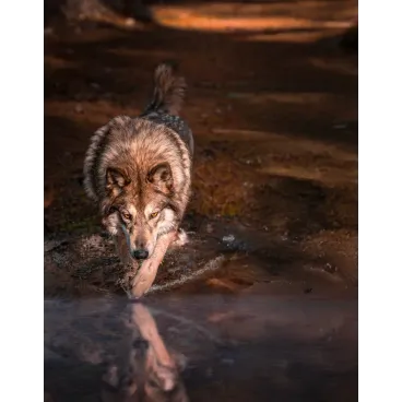 Bella magnifique photo de Marina Saglia en forêt