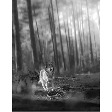 Shooting Photo Animalier en Corse – Marina Scaglia x Bella Concept Dog