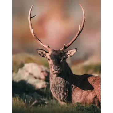 Shooting Photo Animalier en Corse – Marina Scaglia x Bella Concept Dog