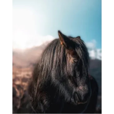 Cheval en liberté, lumière dorée – Photographie artistique