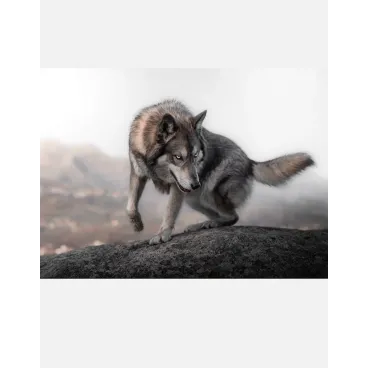 Shooting Photo Animalier en Corse – Marina Scaglia x Bella Concept Dog