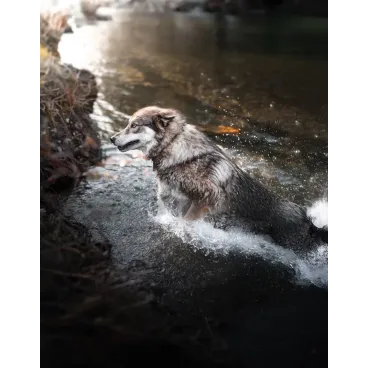 Shooting Photo Animalier en Corse – Marina Scaglia x Bella Concept Dog