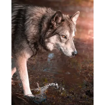 Shooting Photo Animalier en Corse – Marina Scaglia x Bella Concept Dog