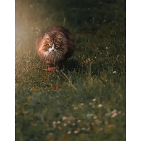 Shooting Photo Animalier en Corse - Marina  Scaglia & Bella Concept Store Dog