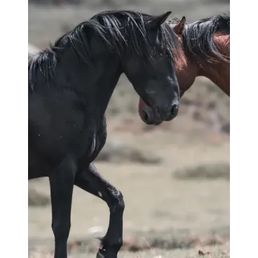 Shooting Photo Animalier en Corse – Marina Scaglia x Bella Concept Dog